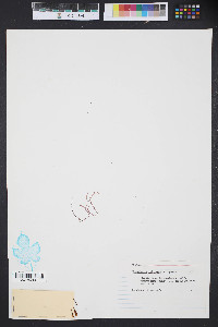Gracilaria foliifera image