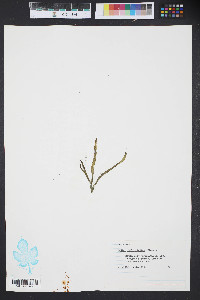 Codium isthmocladum image