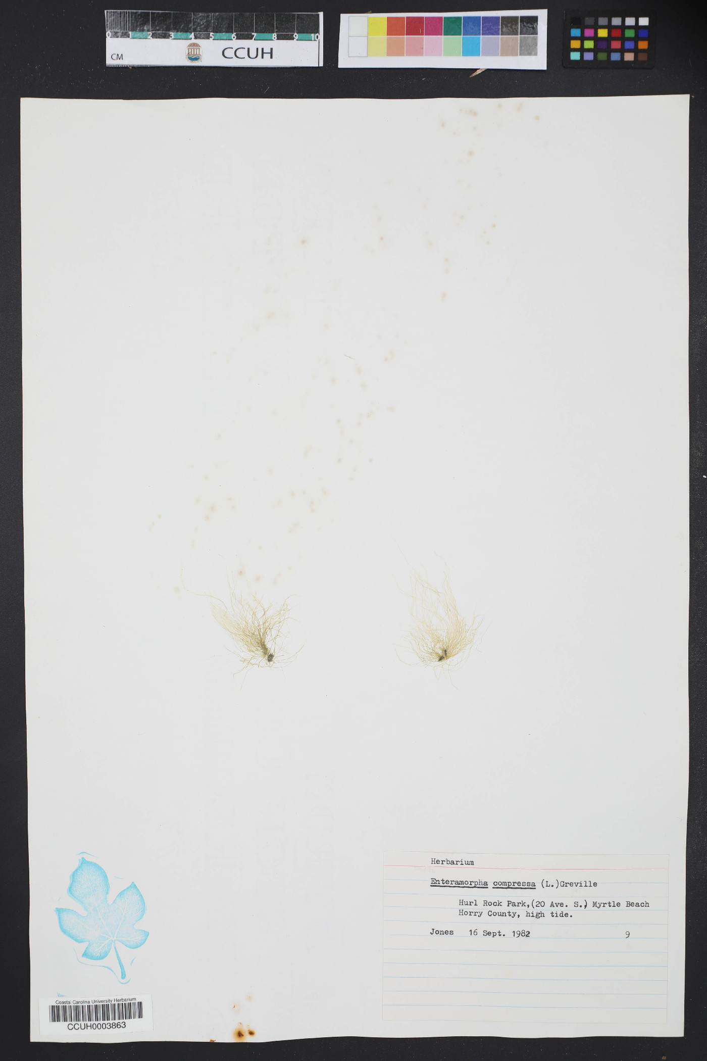 Enteromorpha compressa image