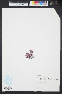 Gracilaria verrucosa image