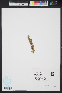 Iva imbricata image