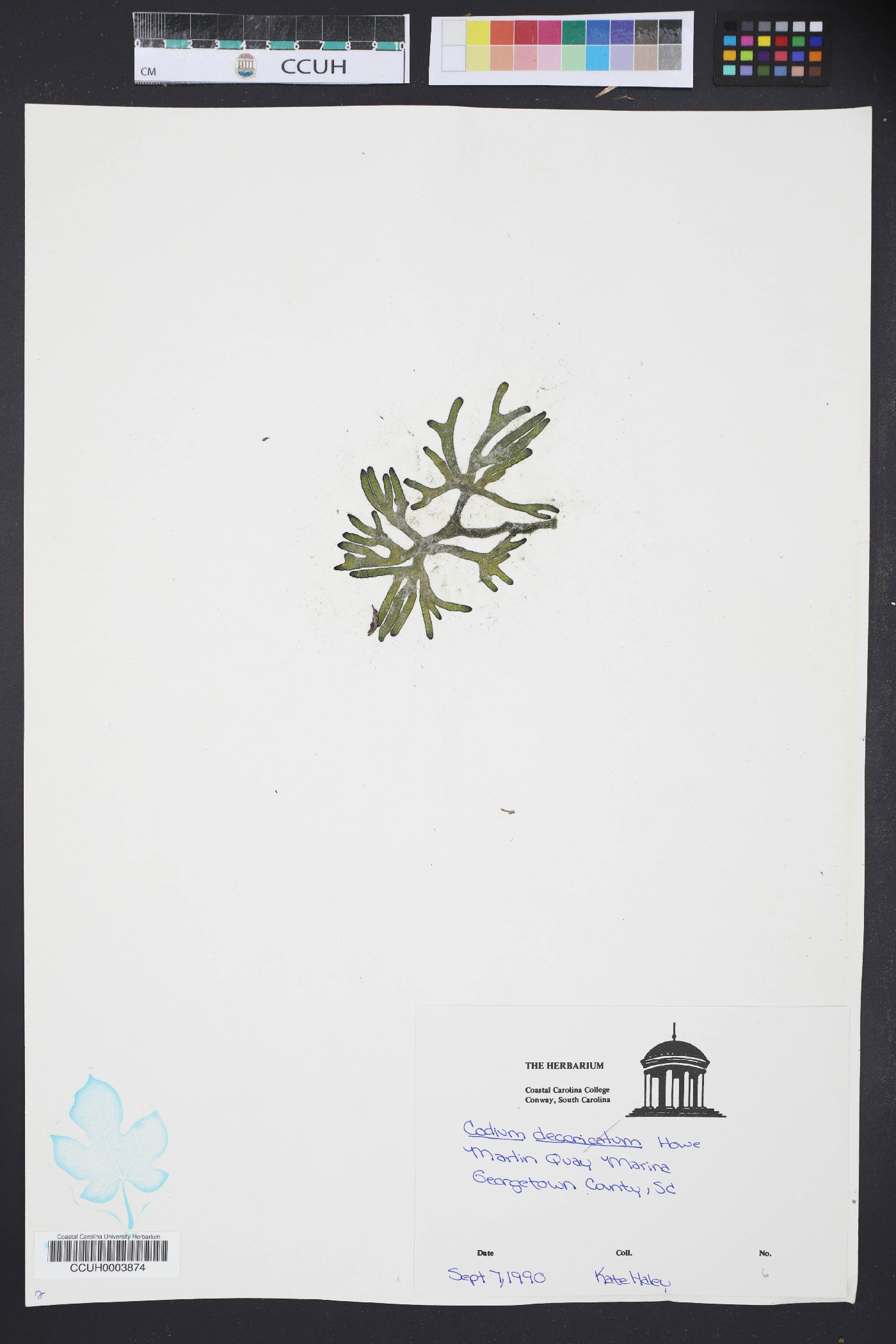 Codiaceae image