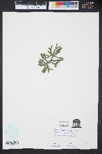 Codium decorticatum image