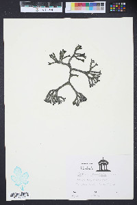 Codium isthmocladum image