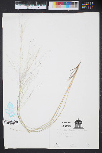 Muhlenbergia capillaris image