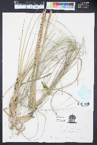 Spartina alterniflora image