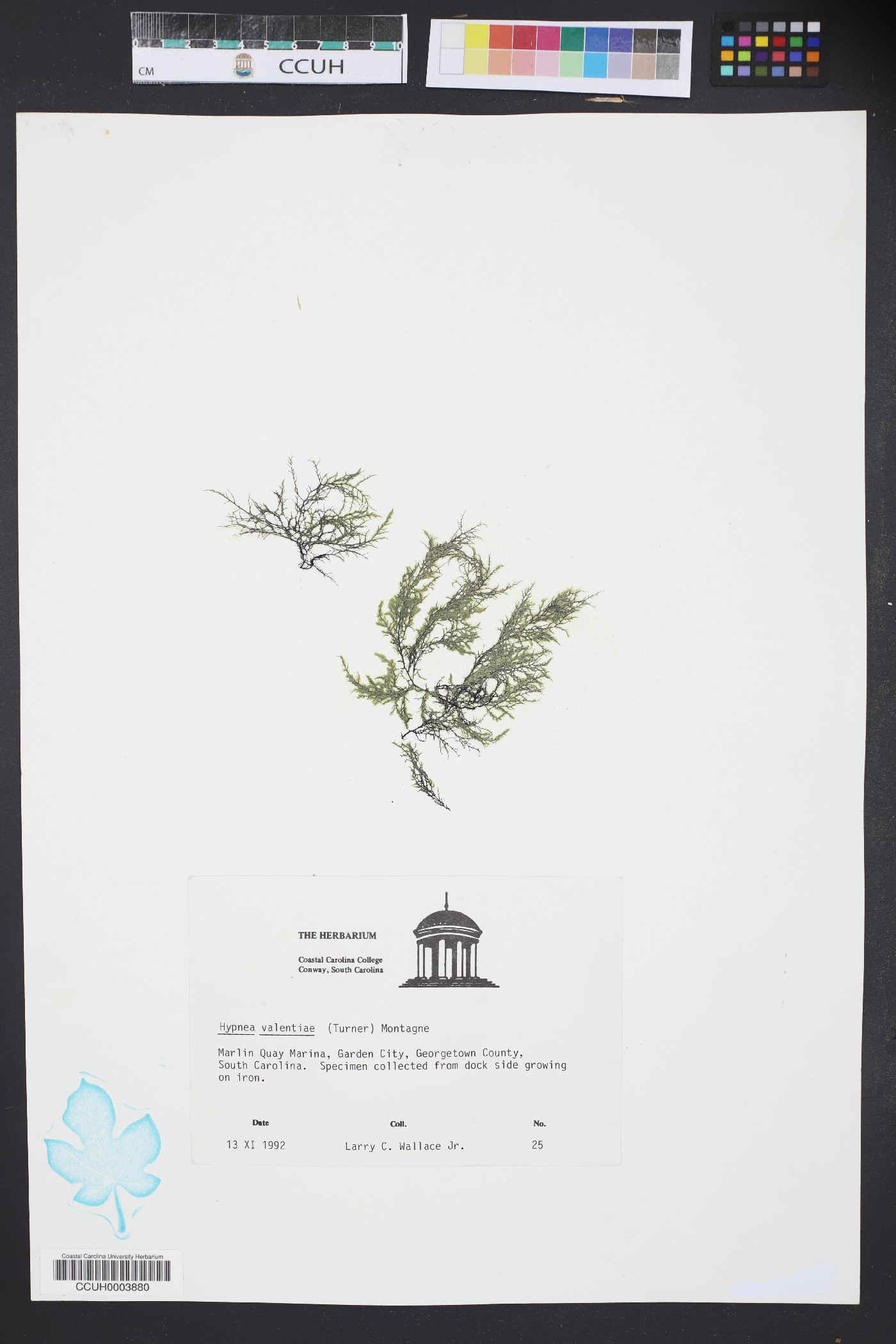 Hypnea valentiae image