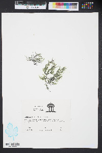 Image of Hypnea valentiae