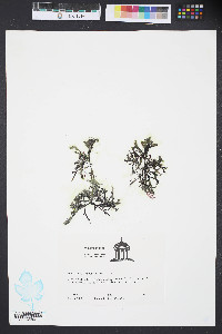 Gracilaria tikvahiae image