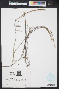 Salicornia virginica image