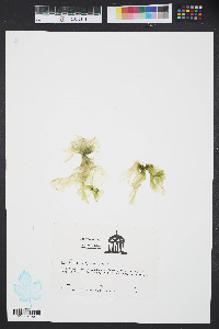 Ulva rigida image