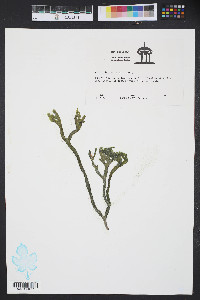 Codium isthmocladum image