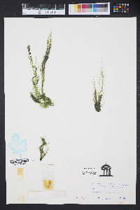 Enteromorpha compressa image