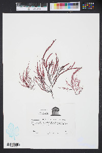 Agardhiella subulata image