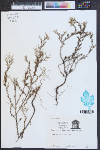 Polygonella polygama image