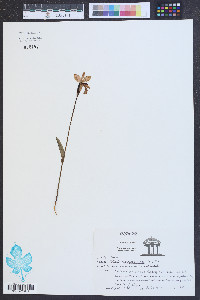 Pogonia ophioglossoides image