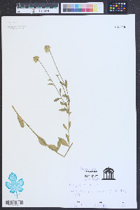 Polygala lutea image