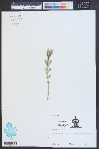 Polygala cruciata image