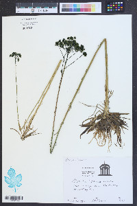 Polygala cymosa image