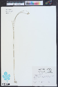 Polygala incarnata image