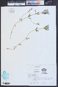 Polygala ambigua image