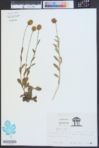 Polygala lutea image