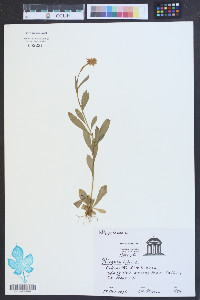 Polygala lutea image