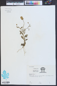 Polygala lutea image