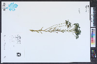 Polygala ramosa image