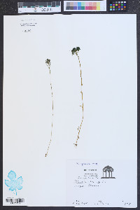 Polygala ramosa image