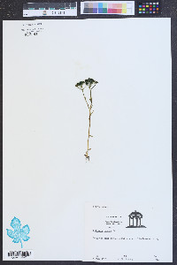 Polygala ramosa image
