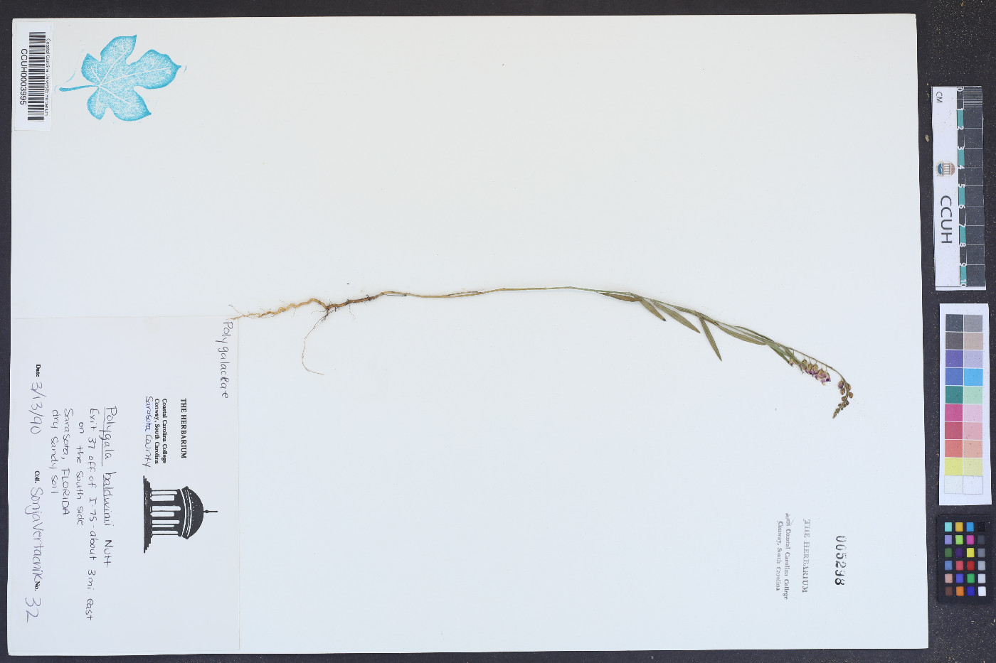 Polygala baldwinii image