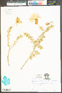 Oenothera drummondii image
