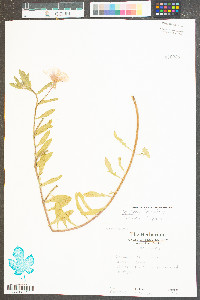 Oenothera humifusa image