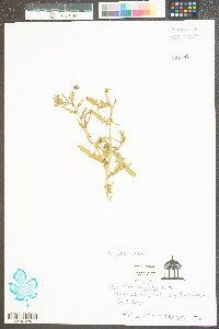 Oenothera humifusa image