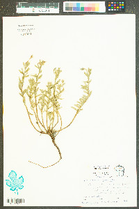 Oenothera parviflora image