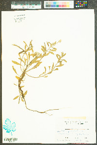 Oenothera parviflora image