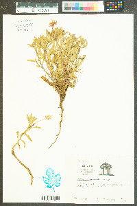 Oenothera parviflora image