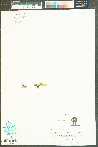 Oldenlandia uniflora image