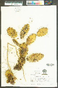 Opuntia ficus-indica image