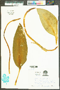 Orontium aquaticum image