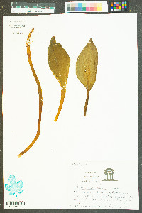 Orontium aquaticum image