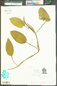 Orontium aquaticum image