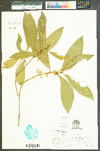 Osmanthus americana image