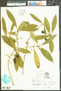 Osmanthus americana image