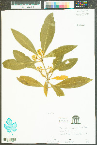 Osmanthus americana image