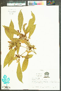 Osmanthus americana image