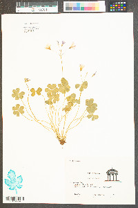 Oxalis rubra image