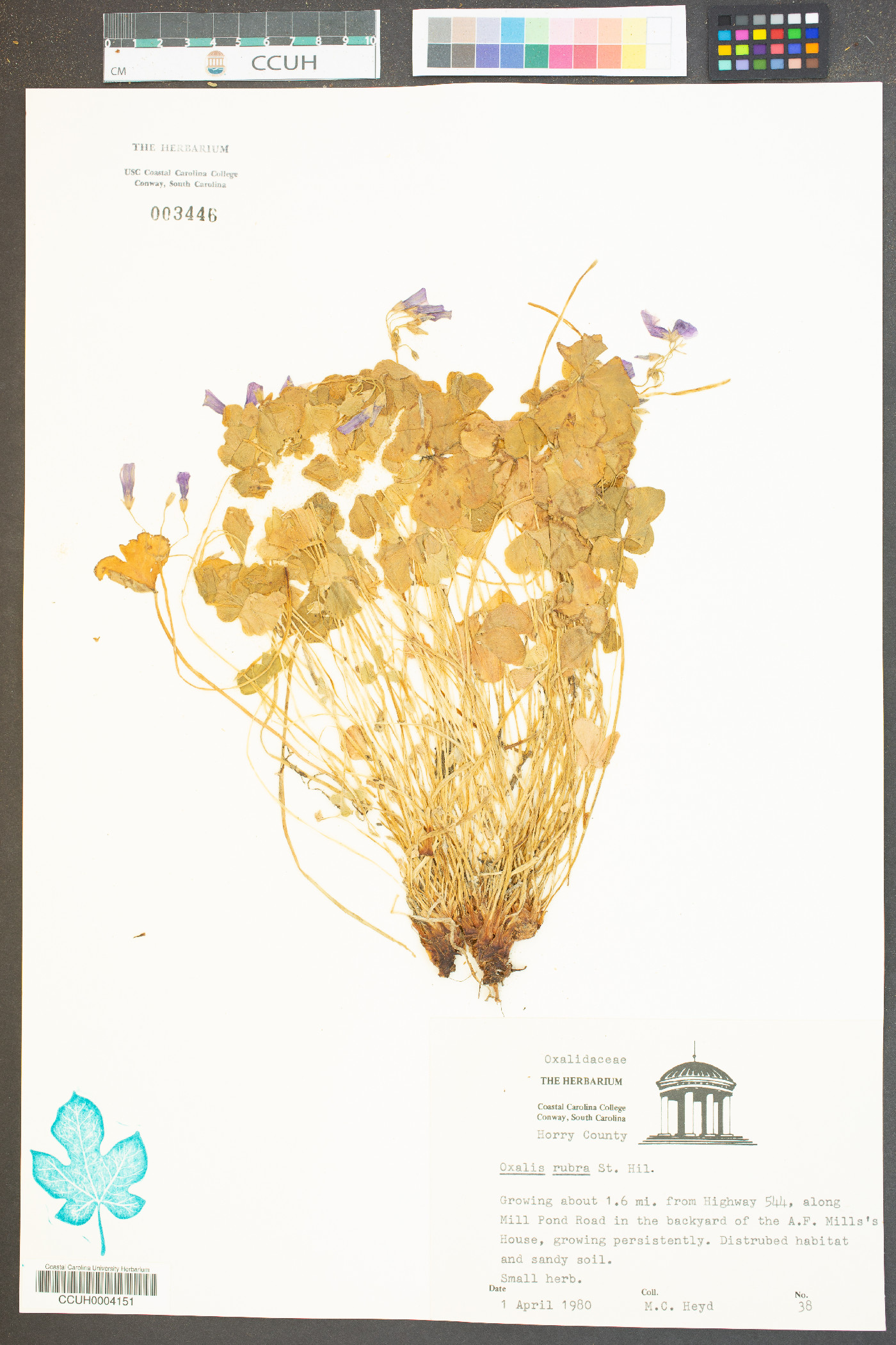 Oxalis rubra image