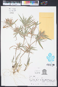 Panicum lancearium image